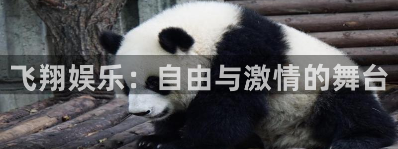 顺盈娱乐：飞翔娱乐：自由与激情的舞台
